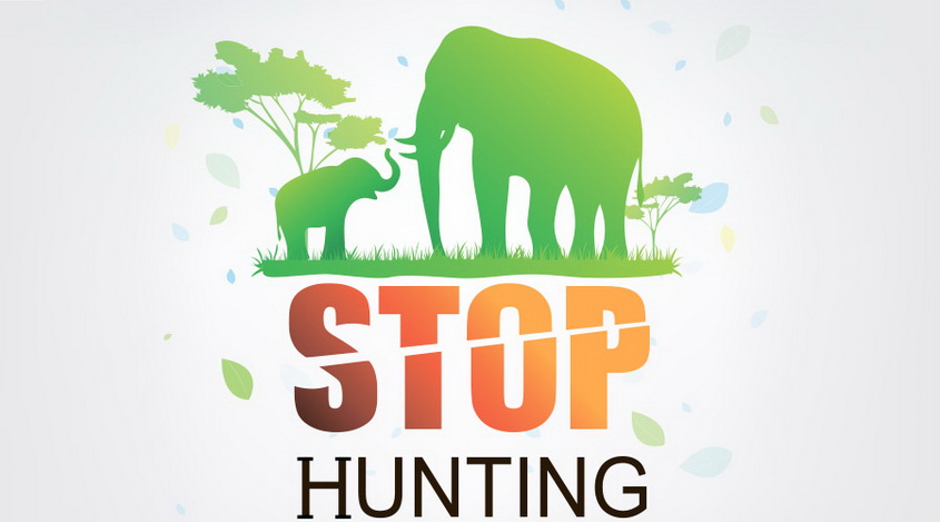 Stop hunting forex